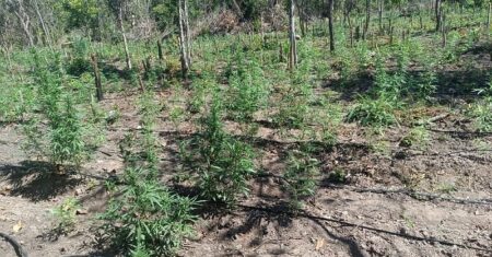 Polícia impede invasão de terra e encontra 5 mil pés de maconha em fazenda em Luciara | RepórterMT