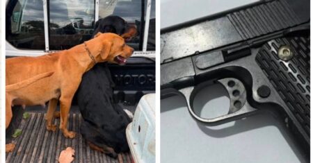 Maus-tratos a animais terminam com dois presos e resgate de quatro cães em Barra do Garças