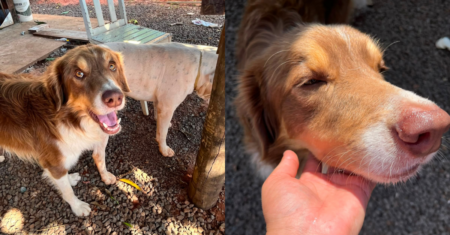 Cão comunitário é encontrado morto com sinais de maus-tratos em Caiuá (SP)