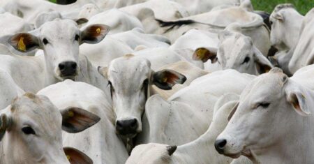 Mato Grosso lidera crescimento nacional e assume 17% do abate de bois no país | RepórterMT