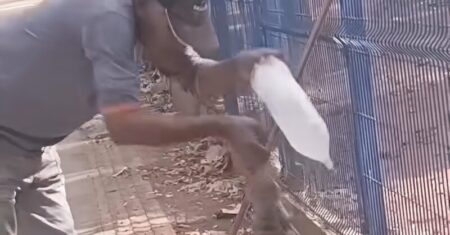 Trabalhador terceirizado tem dedo decepado ao tentar dar água para Teiú em em Rondonópolis