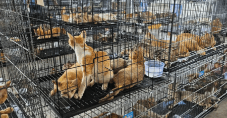 Polícia do Vietnã resgata 400 gatos de quadrilha que trafica carne