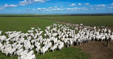 Pecuaristas de MT investem em manejo e genética e aumentam produtividade em 90,3% em 15 anos
