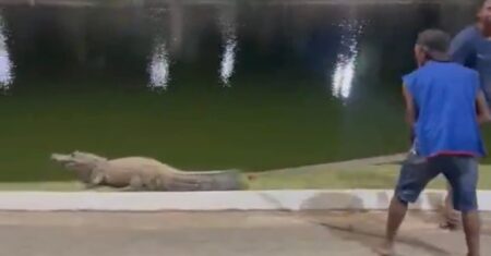 Tentativa de afugentar jacaré “Celso” no Parque das Águas chama atenção de frequentadores
