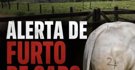 Criminosos invadem propriedade rural e furtam 33 garrotes avaliados em mais de R$ 130 mil em Rondonópolis