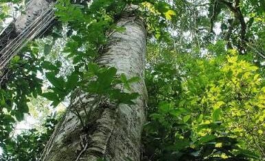 Guia inédito de identificação permite catalogar árvores nativas de Mato Grosso