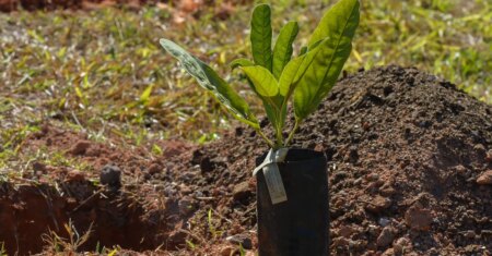 Sesi Lab inaugura espaço que abriga sistema agroecológico educativo