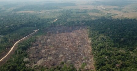 Amazônia registra queda de 35% nos alertas de desmatamento em junho