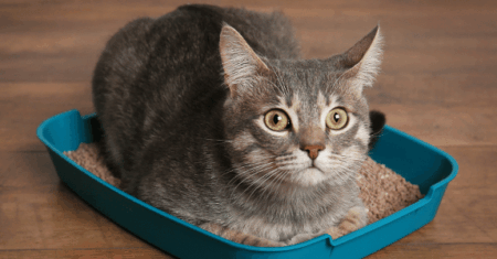 Tem mais de um gato? Saiba quantas caixas de areia são necessárias