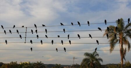 Foto de pássaros em fios elétricos vira sinfonia premiada em Cannes