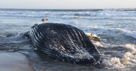 Califórnia: calor no mar afasta golfinhos e baleias – 03/08/2026 – Ambiente