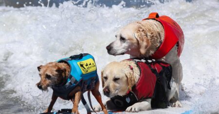 Cães disputam campeonato de surfe nos EUA; veja fotos – 03/08/2026 – Bom Pra Cachorro
