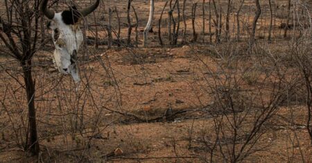 COP 17 sobre desertificação inicia na Mongólia
