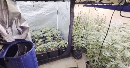 SP investiga uso de habeas corpus de cannabis para tráfico