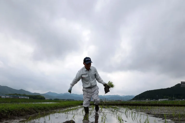 Do caos à fartura: a montanha-russa do mercado de arroz no Japão