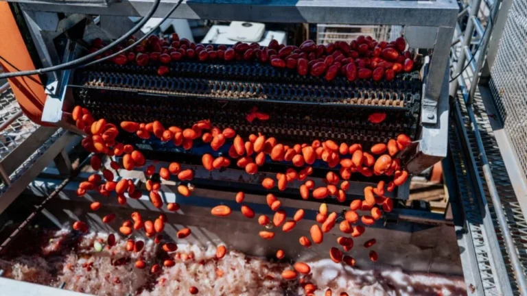 A estratégia industrial por trás da autossuficiência do tomate no Brasil