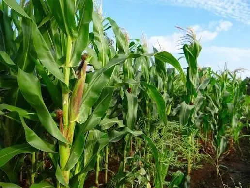 Alta nos preços do milho sustenta lucratividade de produtores na safra 2025/26