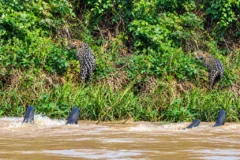 Ariranhas expulsam onça-pintada em rio no Pantanal de Mato Grosso