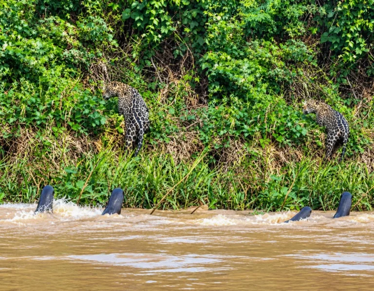 Ariranhas expulsam onça-pintada em rio no Pantanal de Mato Grosso