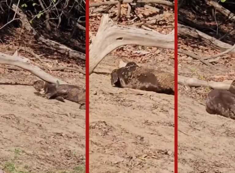 Ariranhas são flagradas em momento de descanso nas margens do Pantanal mato-grossense