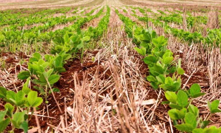 Bioinsumos e fertilizantes nacionais avançam para reduzir dependência externa no campo