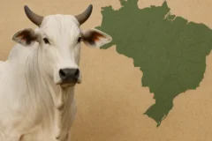 Boi gordo registra altas pontuais no mercado físico e demanda segue atenta