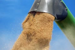 Brasil caminha para maior importação de trigo em 30 anos na temporada 2026/27