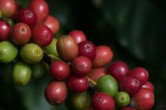 Café arábica sobe em Nova York sob pressão de oferta global e incertezas climáticas