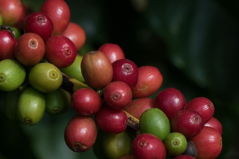 Café arábica sobe em Nova York sob pressão de oferta global e incertezas climáticas