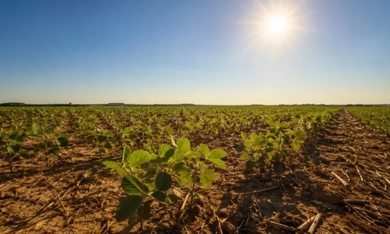 Calor intenso ameaça produtividade da soja na safra 2026/27 mesmo com chuvas