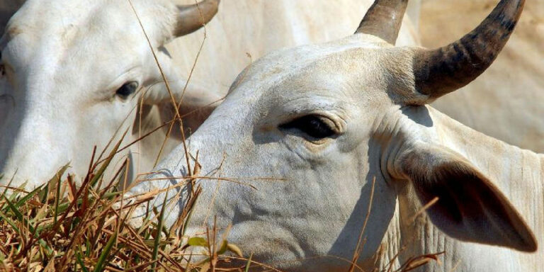 Carne brasileira enfrenta tarifa de 67% para entrada no mercado chinês
