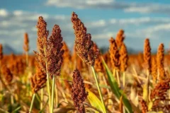 Cerveja de sorgo desafia tradição e abre novas fronteiras para o grão no Brasil