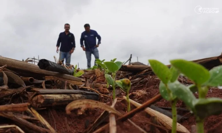 Chuva irregular atrasa plantio da soja em Gaúcha do Norte e preocupa produtores