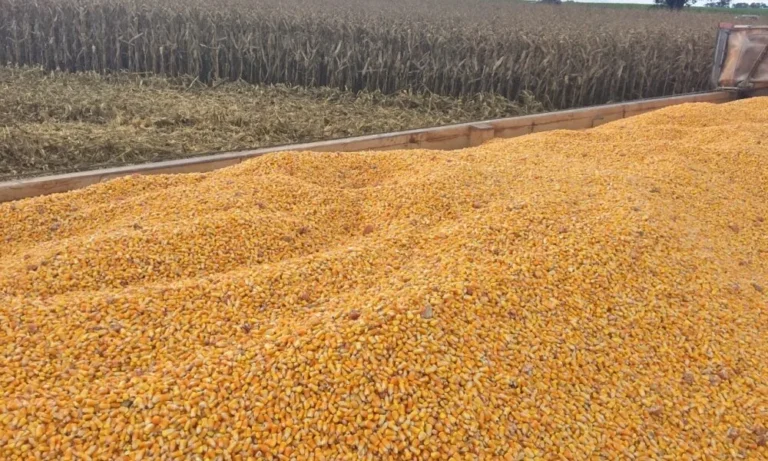 Clima ameaça safra 26/27 e Imea prevê recuo de 7,5% na colheita de milho em Mato Grosso