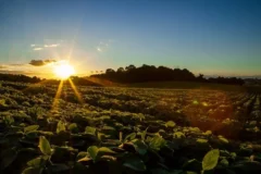 CNA define oito prioridades para o agro brasileiro nas negociações da COP 31