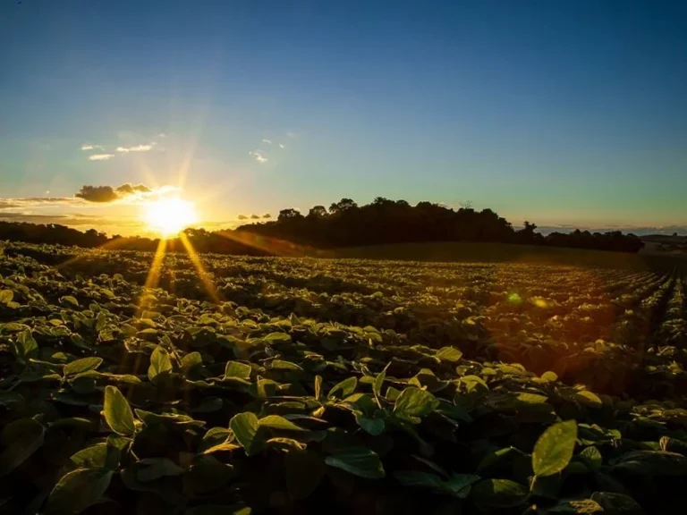 CNA define oito prioridades para o agro brasileiro nas negociações da COP 31