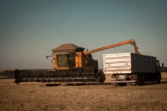 Colheita de trigo no Rio Grande do Sul atinge 19% em meio a desafios climáticos e perdas de qualidade