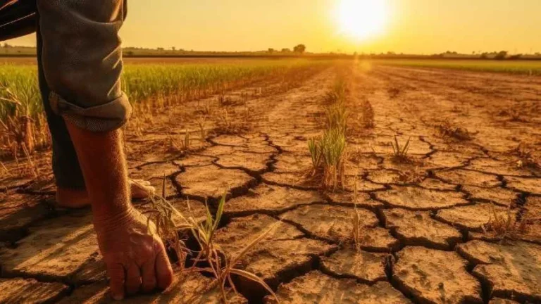 Como o setor agropecuário deve se preparar para os impactos do El Niño 2026/2027