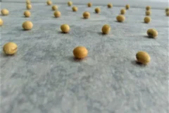 Como o vigor das sementes de SOJA dita o limite da produtividade no campo