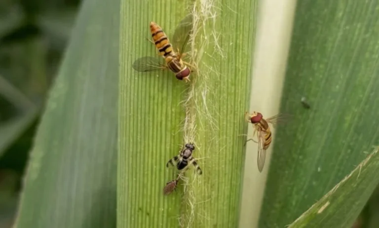 Controle biológico reduz infestação de pulgão-do-sorgo em lavouras de Minas Gerais