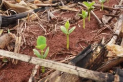 Crédito restrito e dívidas sufocam o campo e abalam revendas em Mato Grosso