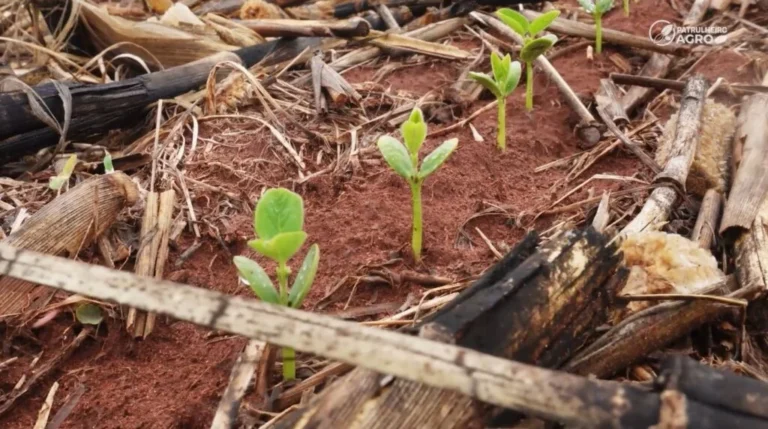 Crédito restrito e dívidas sufocam o campo e abalam revendas em Mato Grosso