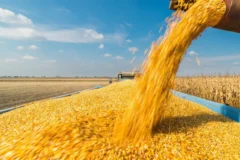 Custos em alta e margens apertadas desafiam produtores de milho e algodão