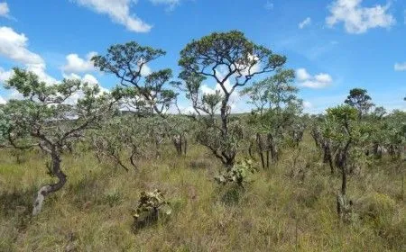 Desmatamento no Cerrado atinge áreas críticas próximas a rios e ameaça bacias
