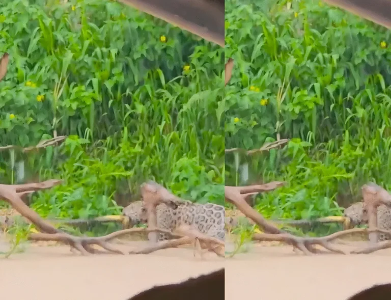 Disputa inusitada entre onças-pintadas por serpente é registrada no Pantanal