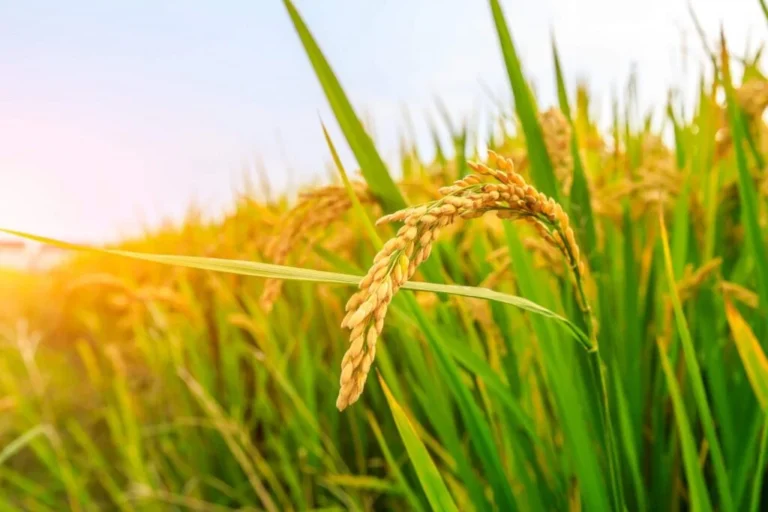 Dólar em alta melhora paridade exportadora do arroz brasileiro