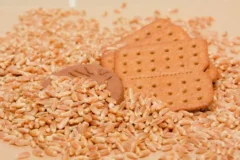 Embrapa testa cereal inovador que substitui trigo na indústria de biscoitos