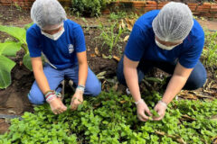 Estudantes do campo em MT criam pomadas com vegetação do Cerrado