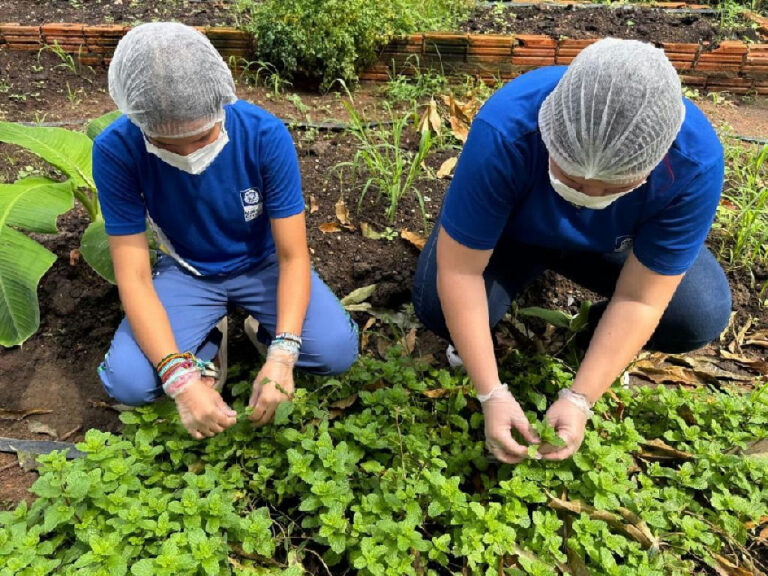 Estudantes do campo em MT criam pomadas com vegetação do Cerrado