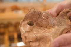 Estudo aponta que neandertal foi morto por lança de madeira há 75 mil anos no Iraque